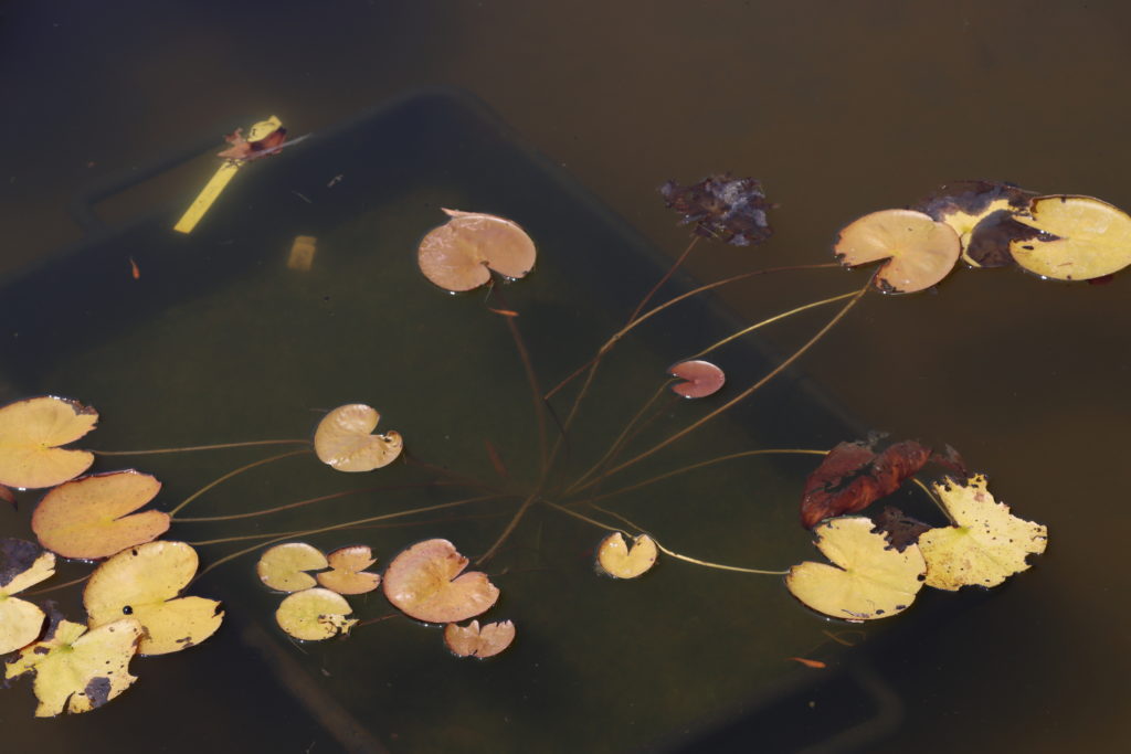 2022 Hardy Waterlily 05 - July 12 2022
