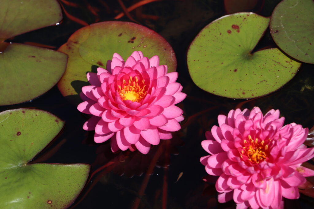 2022 Hardy Waterlily 06 - August 13 2022