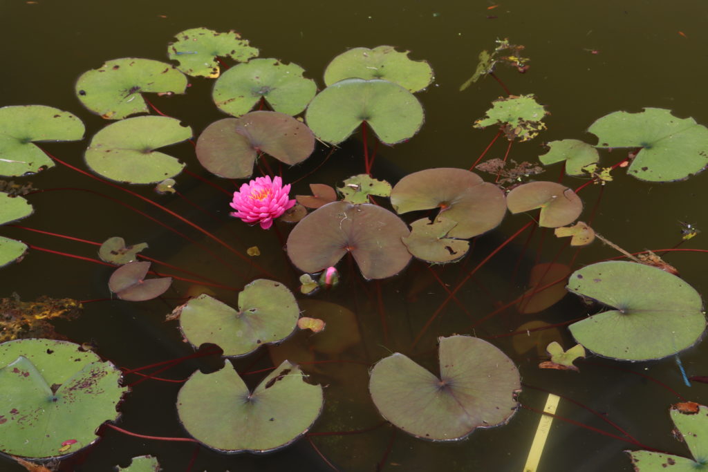 2022 Hardy Waterlily 06 - June 23 2022