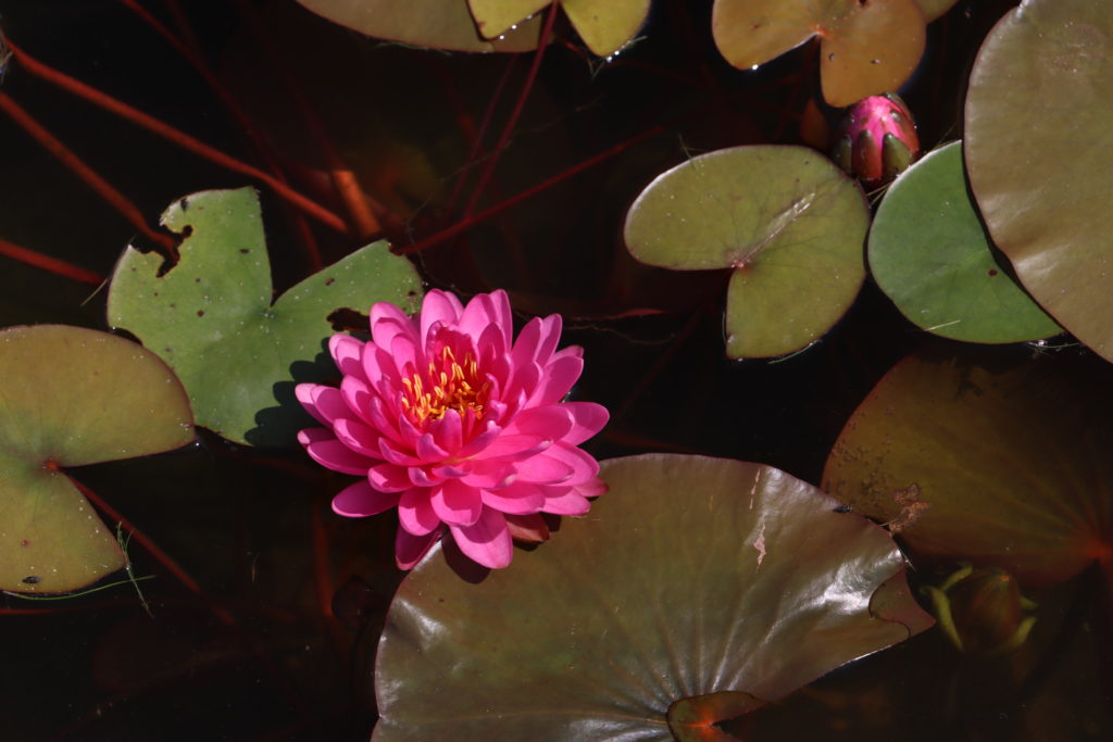 2022 Hardy Waterlily 06 - June 30 2022