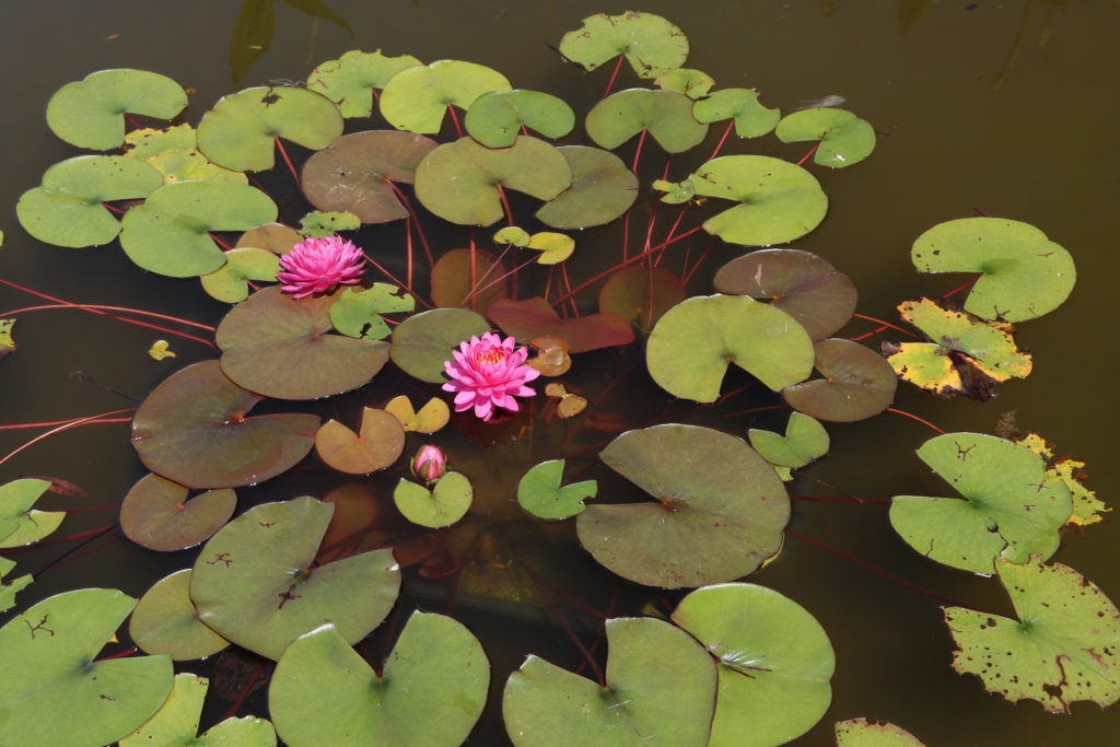 2022 Hardy Waterlily 06 - July 03 2022