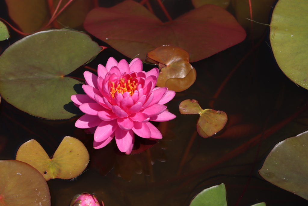2022 Hardy Waterlily 06 - July 03 2022