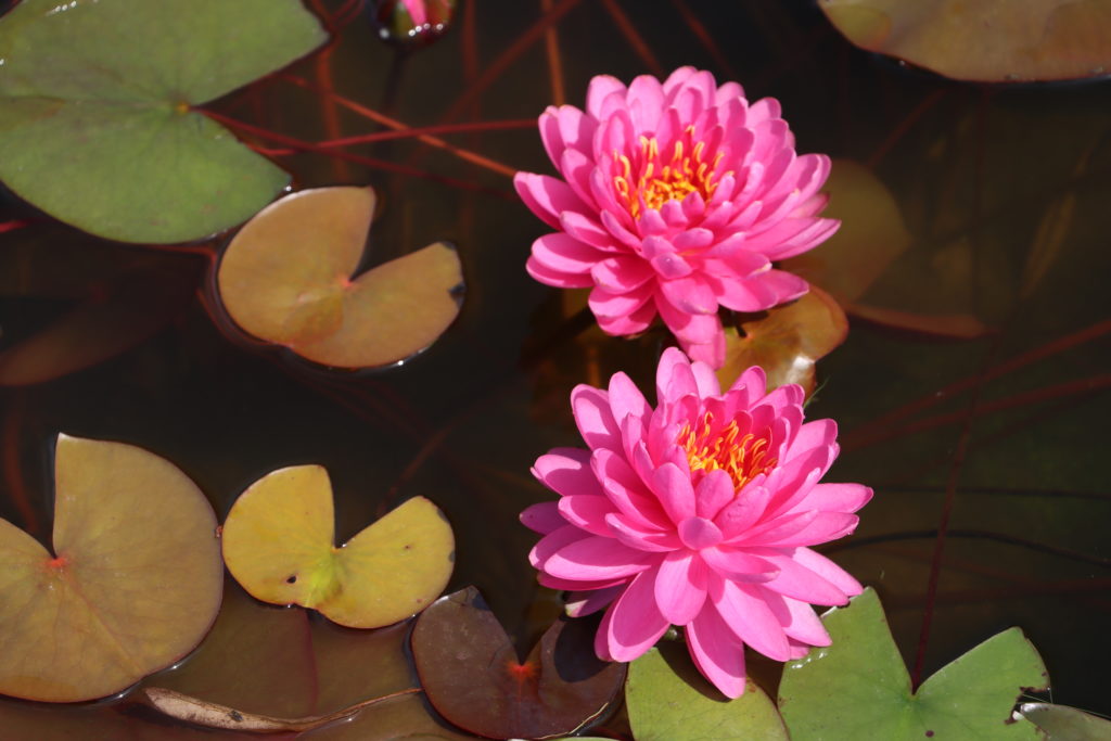 2022 Hardy Waterlily 06 - July 04 2022