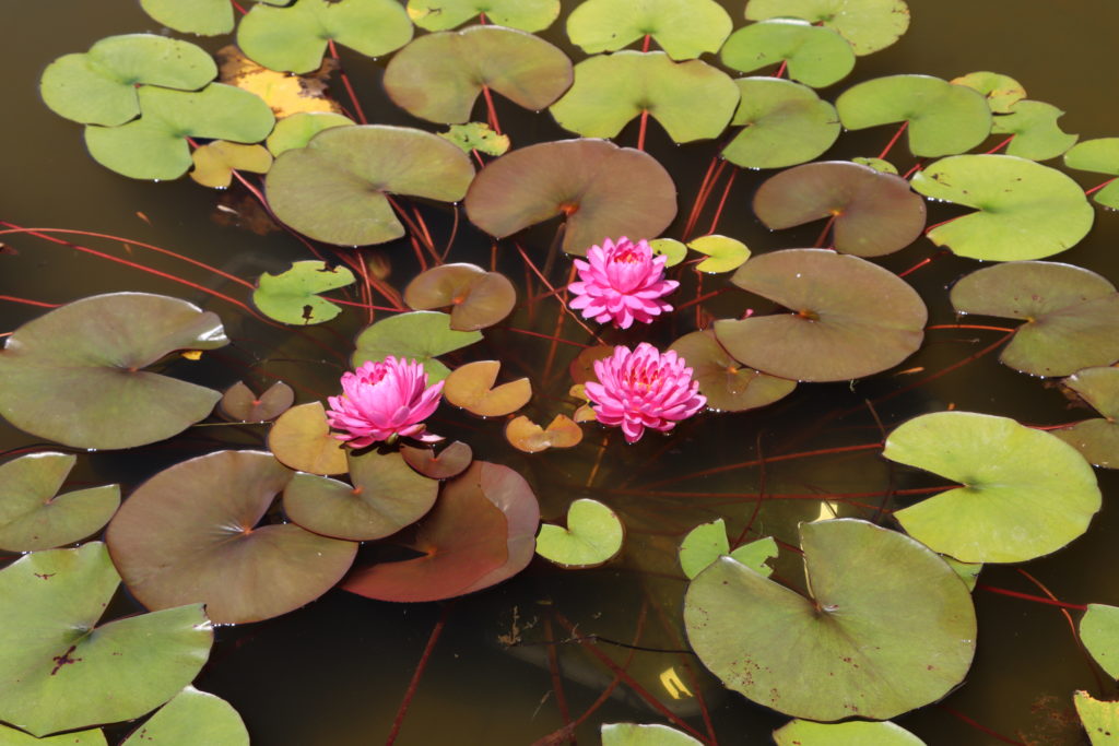 2022 Hardy Waterlily 06 - July 05 2022