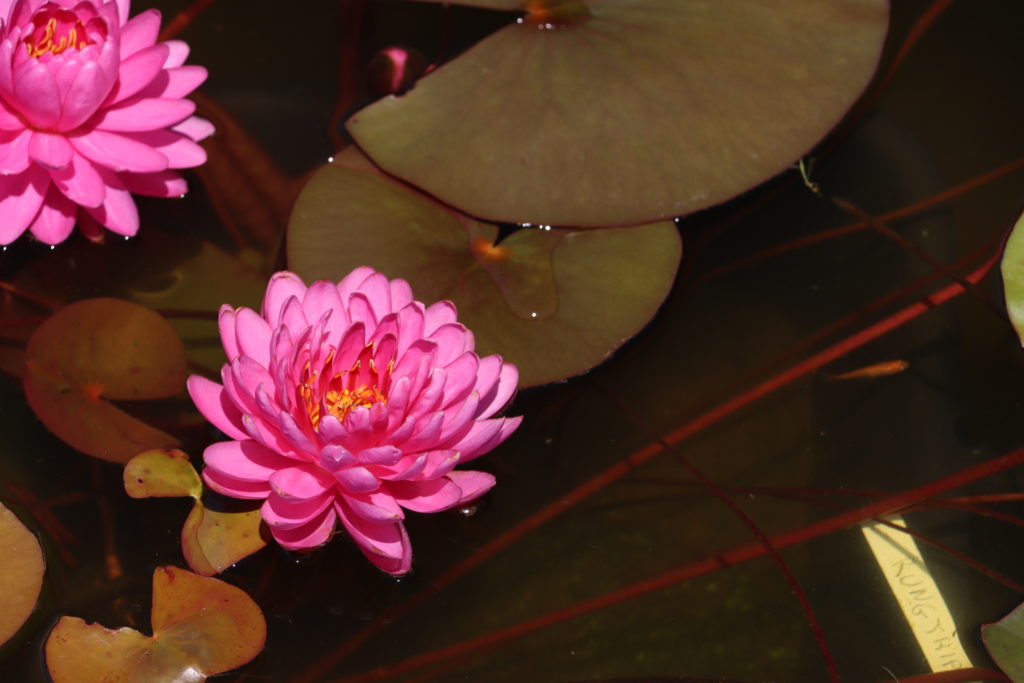 2022 Hardy Waterlily 06 - July 05 2022