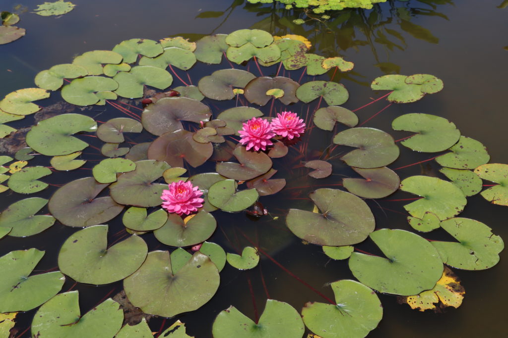 2022 Hardy Waterlily 06 - July 12 2022