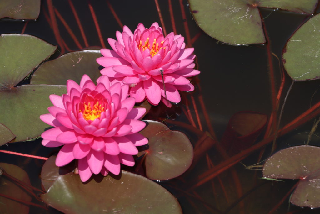 2022 Hardy Waterlily 06 - July 12 2022