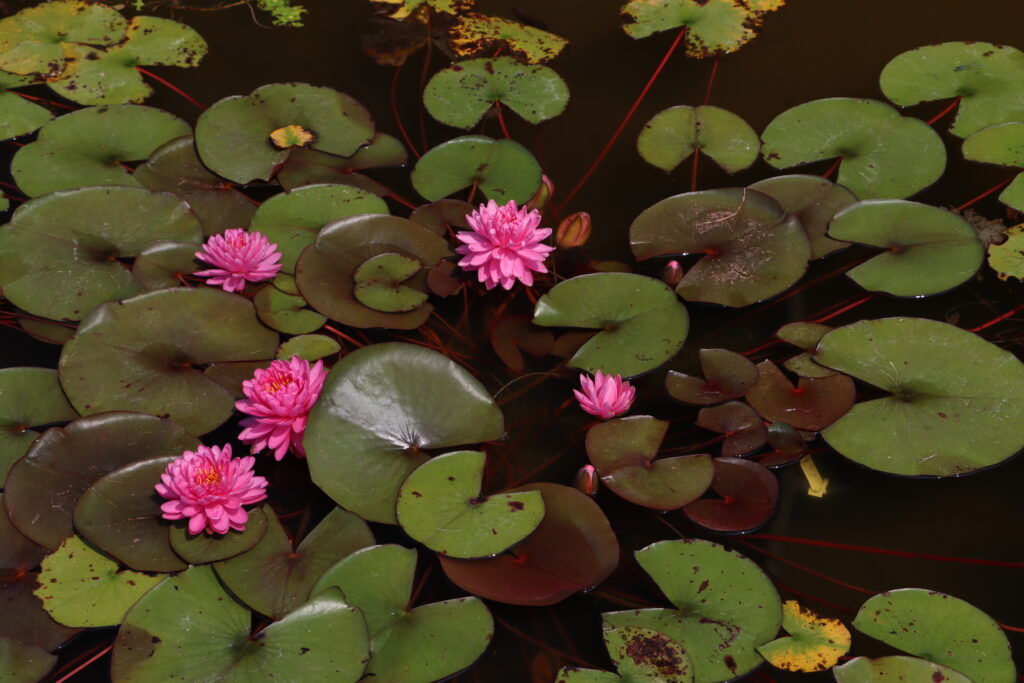 2022 Hardy Waterlily 06 - July 17 2022