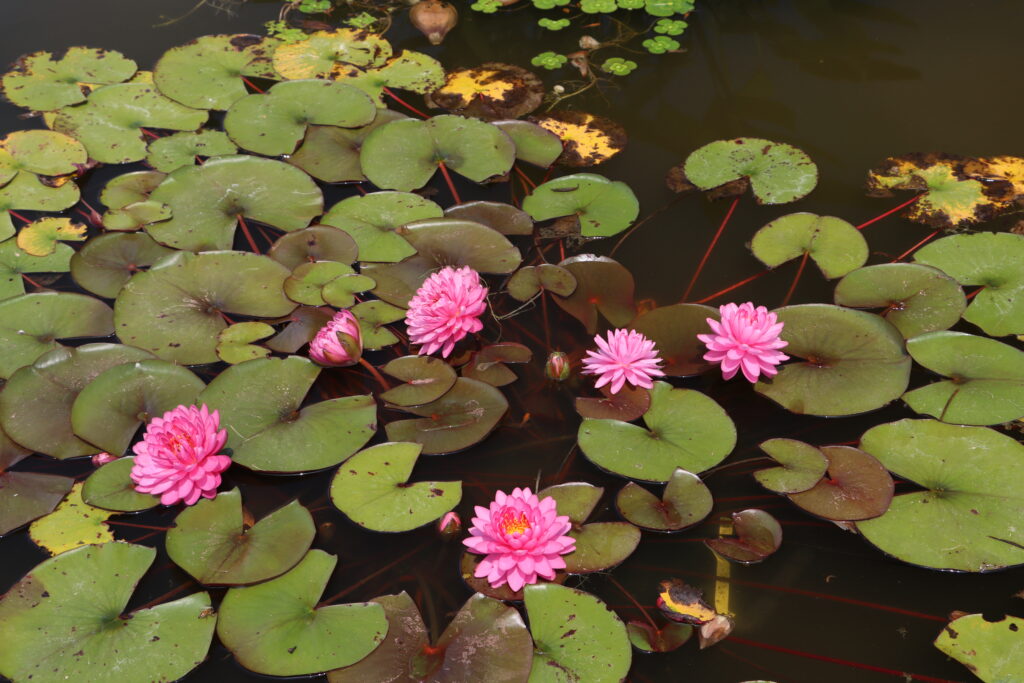 2022 Hardy Waterlily 06 - July 19 2022