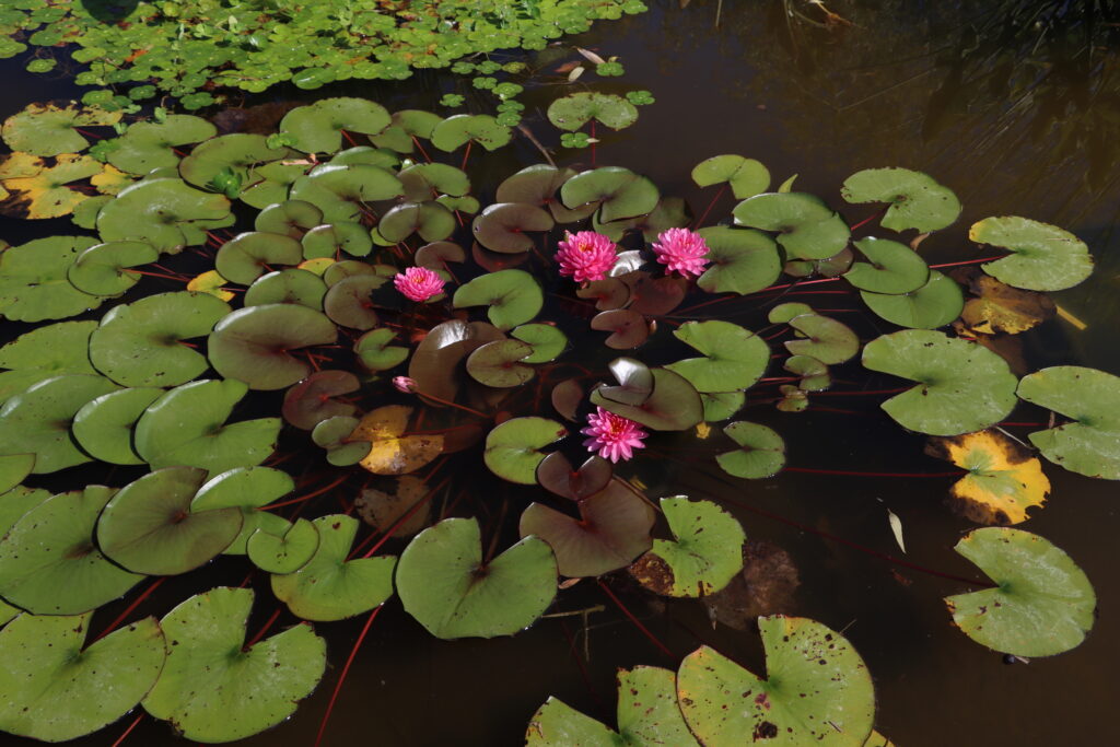 2022 Hardy Waterlily 06 - July 27 2022
