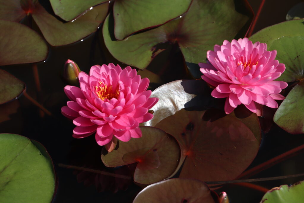 2022 Hardy Waterlily 06 - July 27 2022