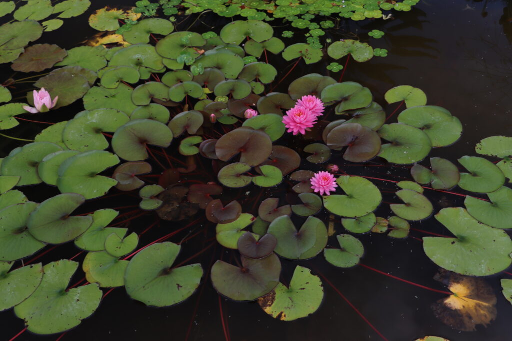2022 Hardy Waterlily 06 - July 29 2022
