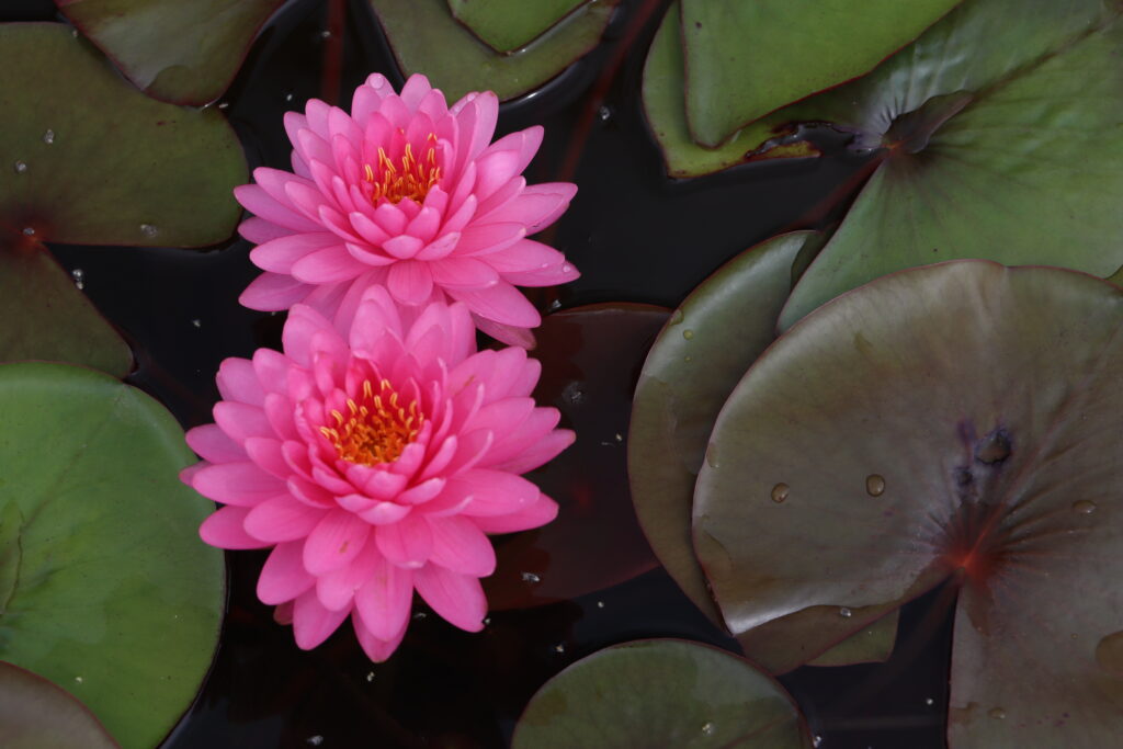 2022 Hardy Waterlily 06 - July 29 2022