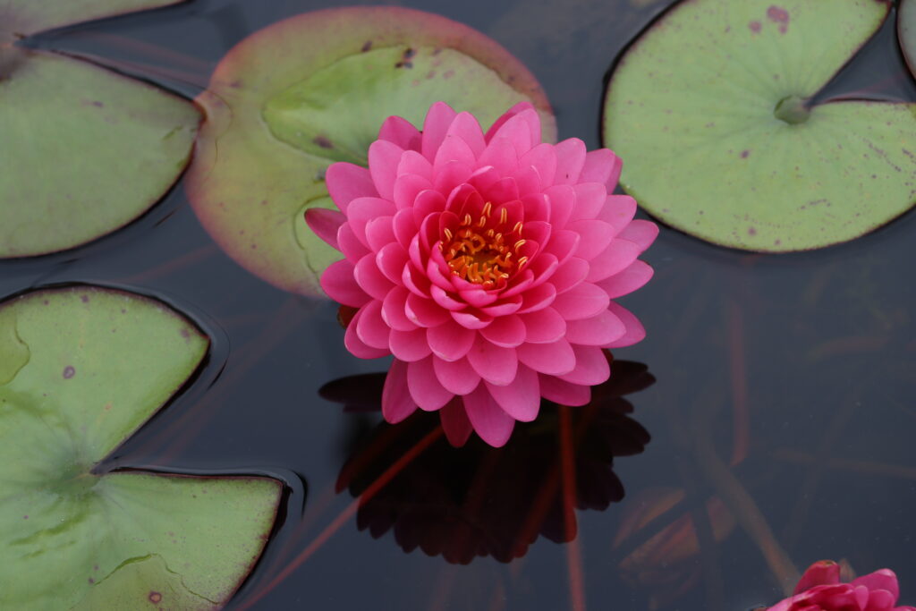 2022 Hardy Waterlily 06 - August 15 2022