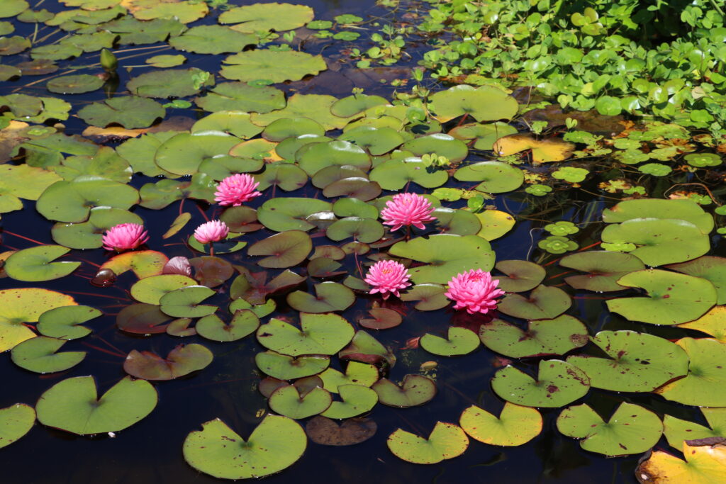 2022 Hardy Waterlily 06 - August 20 2022