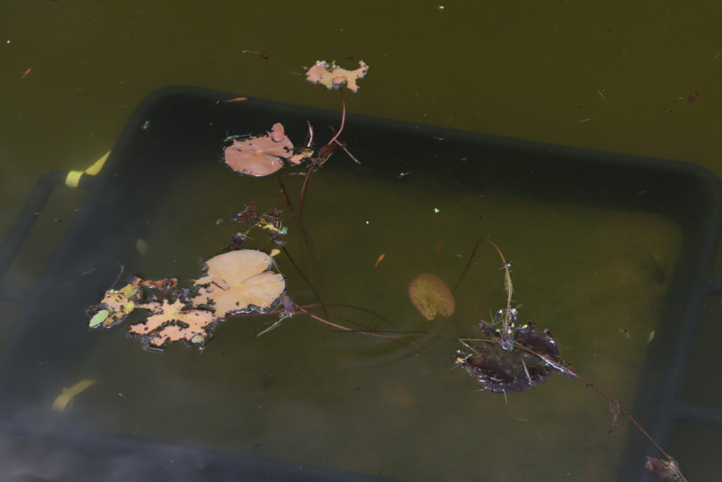 2022 Hardy Waterlily 07 - June 23 2022