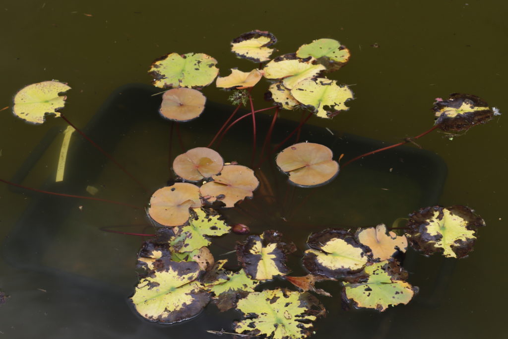 2022 Hardy Waterlily 08 - June 23 2022