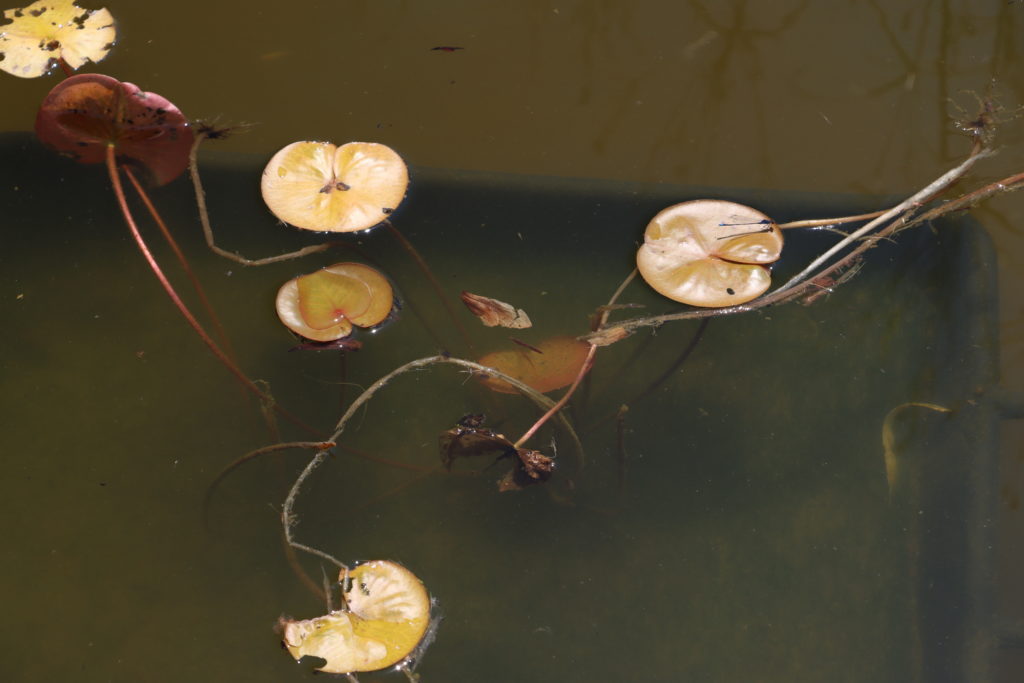 2022 Hardy Waterlily 08