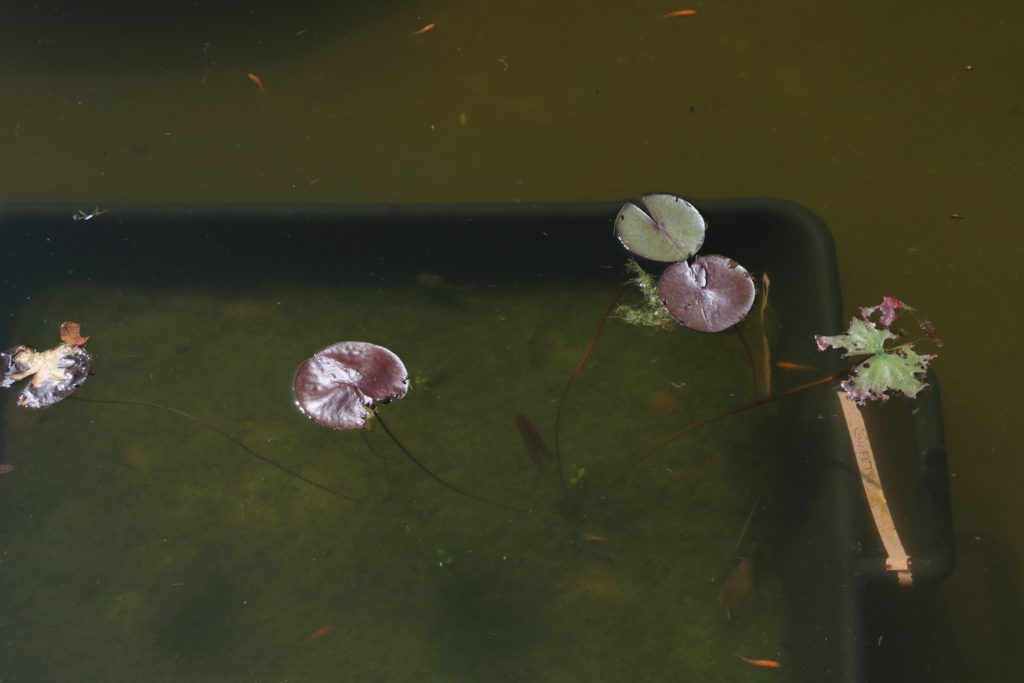 2022 Hardy Waterlily 09 - June 30 2022