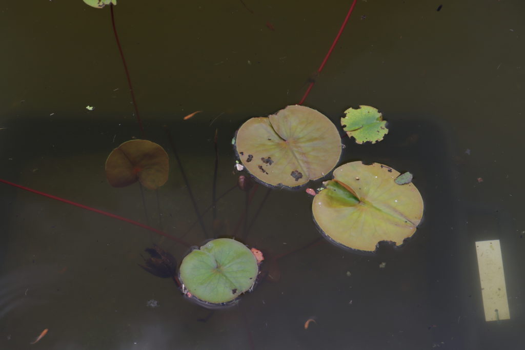 2022 Hardy Waterlily 10 - June 23 2022