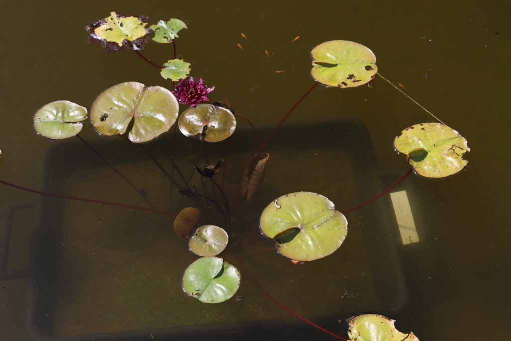 2022 Hardy Waterlily 10 - June 30 2022