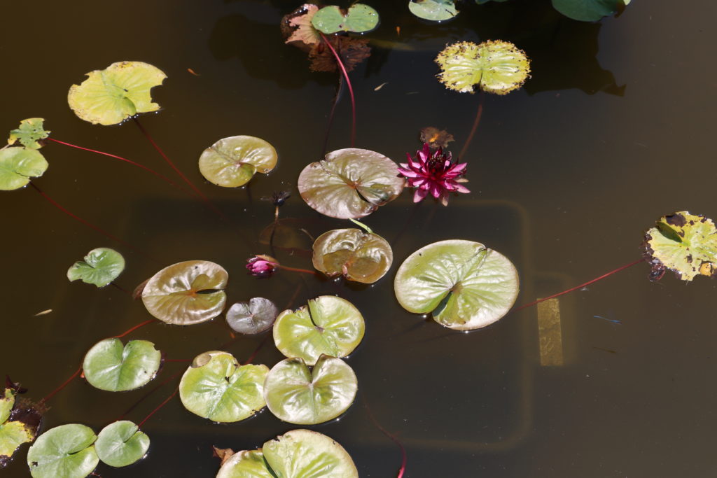 2022 Hardy Waterlily 10 - July 12 2022