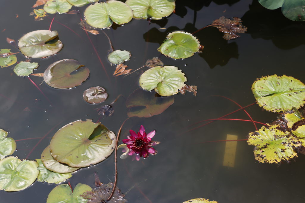 2022 Hardy Waterlily 10 - July 19 2022