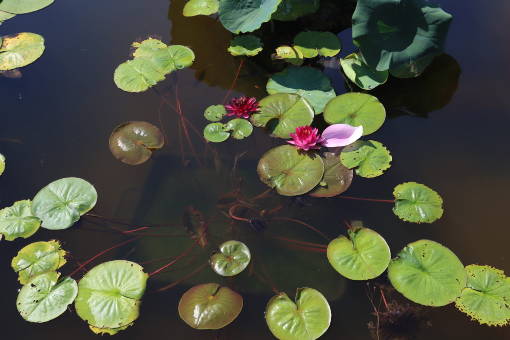 2022 Hardy Waterlily 10 - July 27 2022