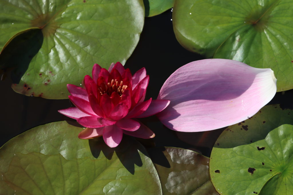 2022 Hardy Waterlily 10 - July 27 2022