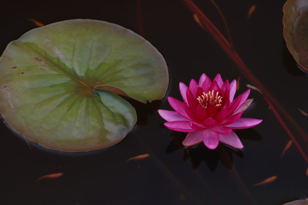 2022 Hardy Waterlily 10 - July 29 2022