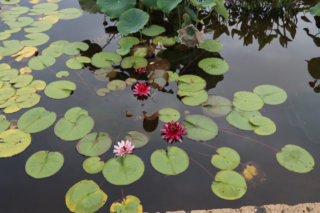 2022 Hardy Waterlily 10 - August 15 2022