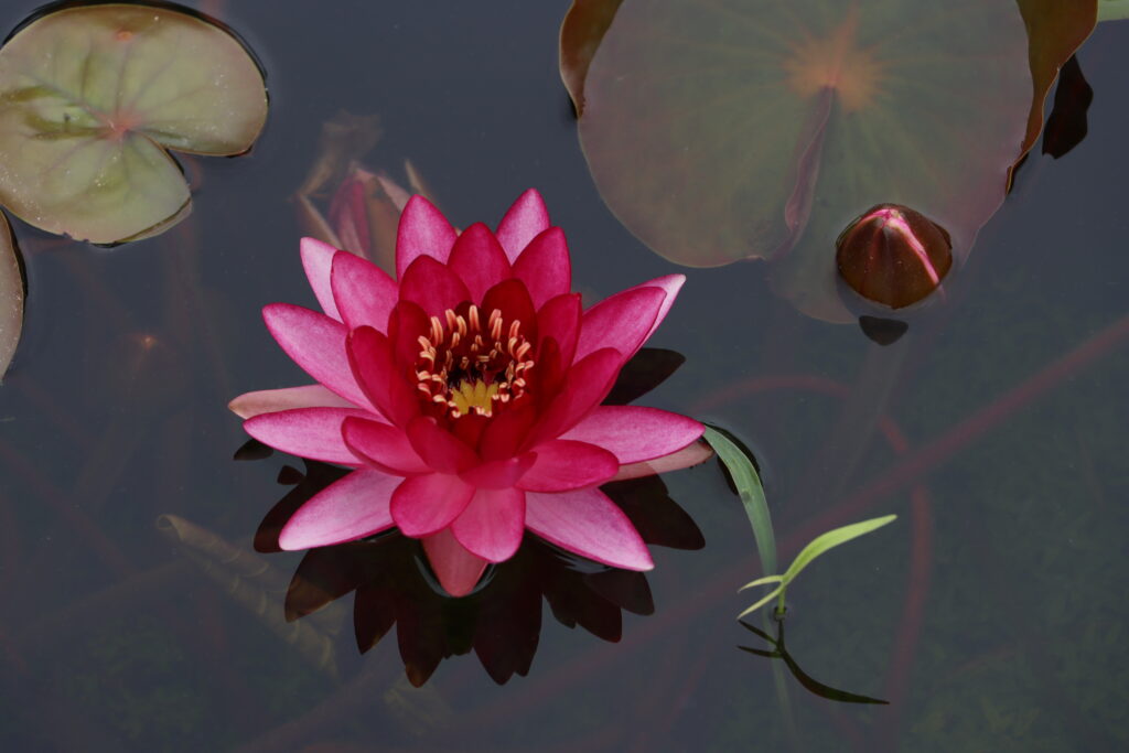 2022 Hardy Waterlily 10 - August 15 2022