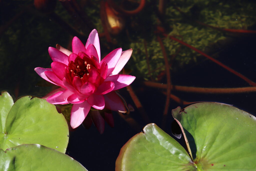 2022 Hardy Waterlily 10 - August 20 2022