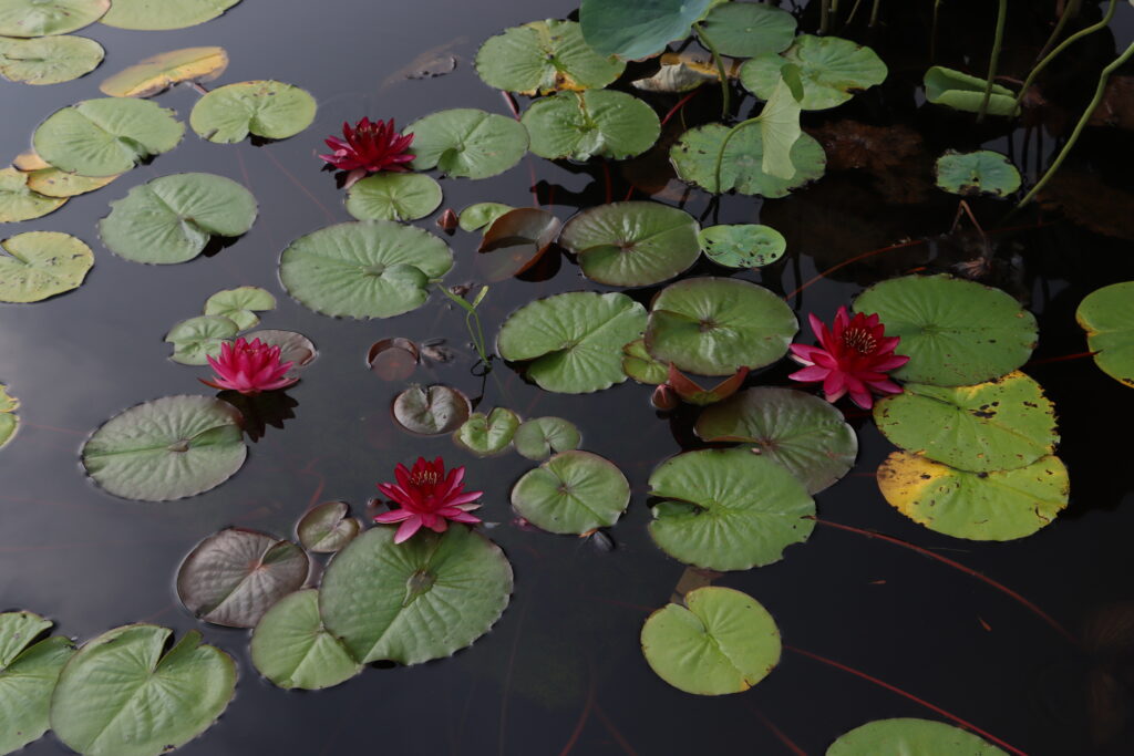 2022 Hardy Waterlily 10 - August 30 2022