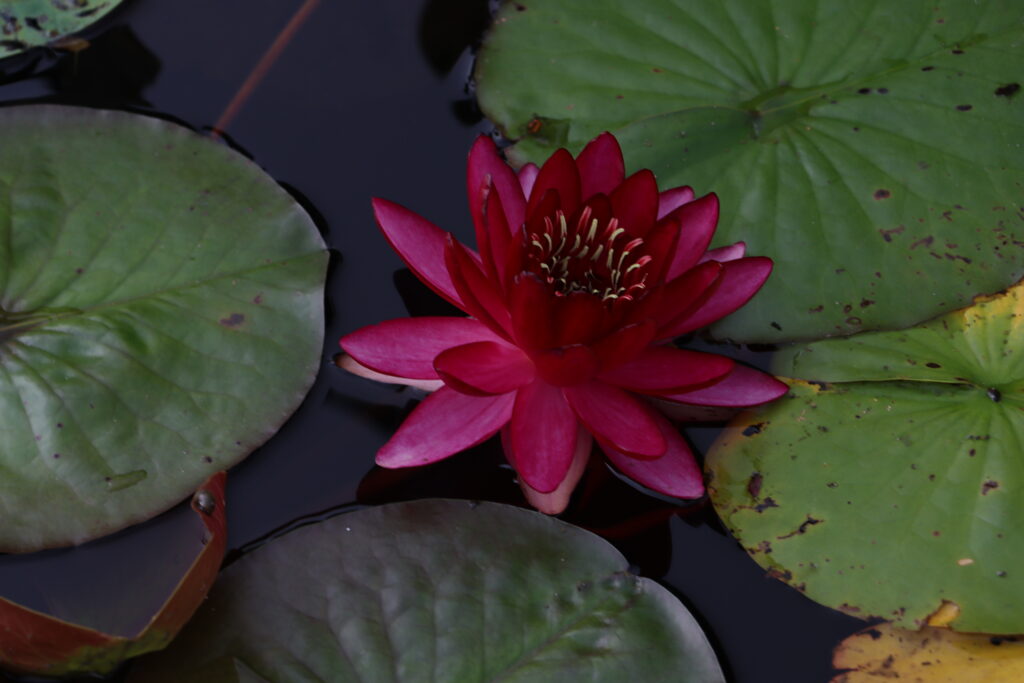 2022 Hardy Waterlily 10 - August 30 2022