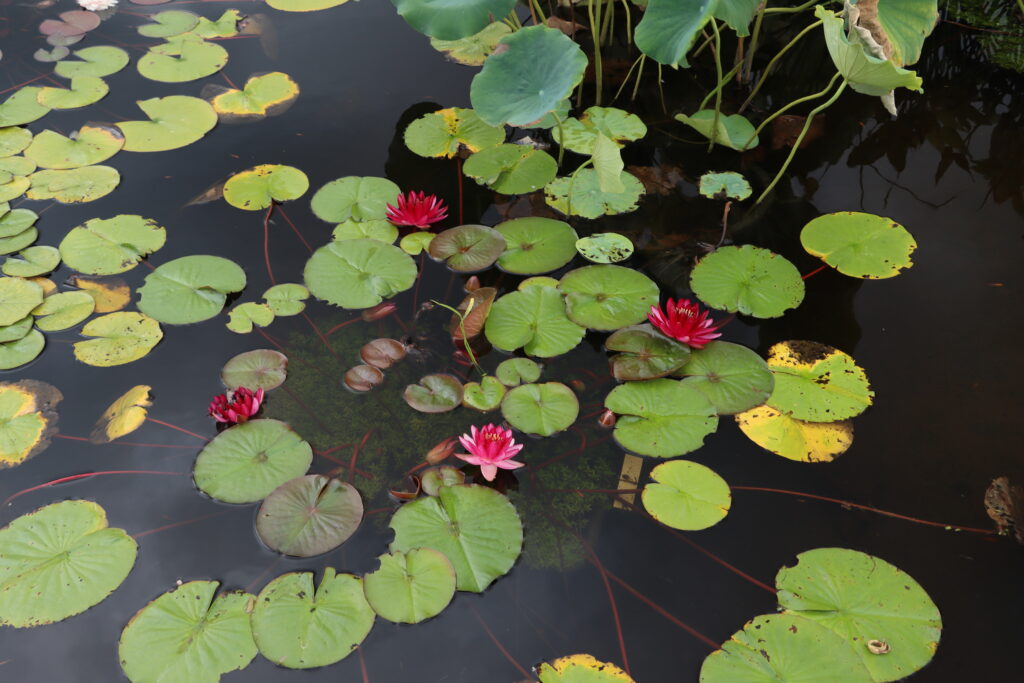 2022 Hardy Waterlily 10 - September 02 2022