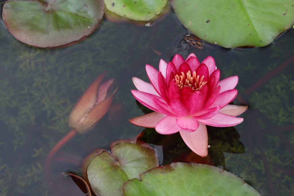 2022 Hardy Waterlily 10 - September 02 2022