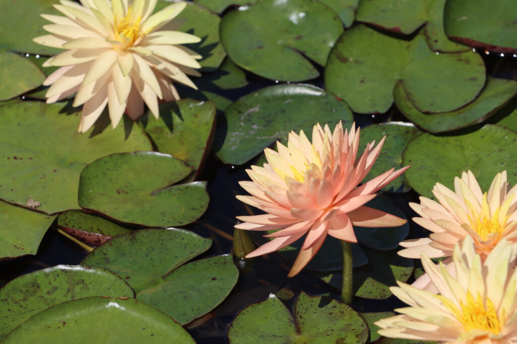 2022 Hardy Waterlily 11 - August 13 2022