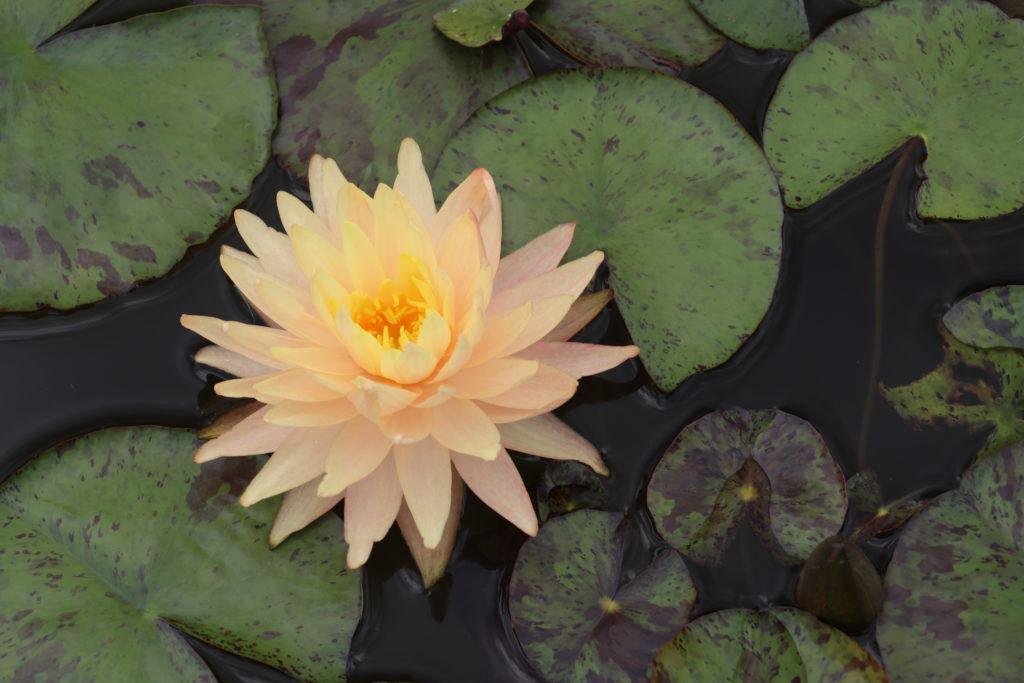 2022 Hardy Waterlily 11 - June 23 2022