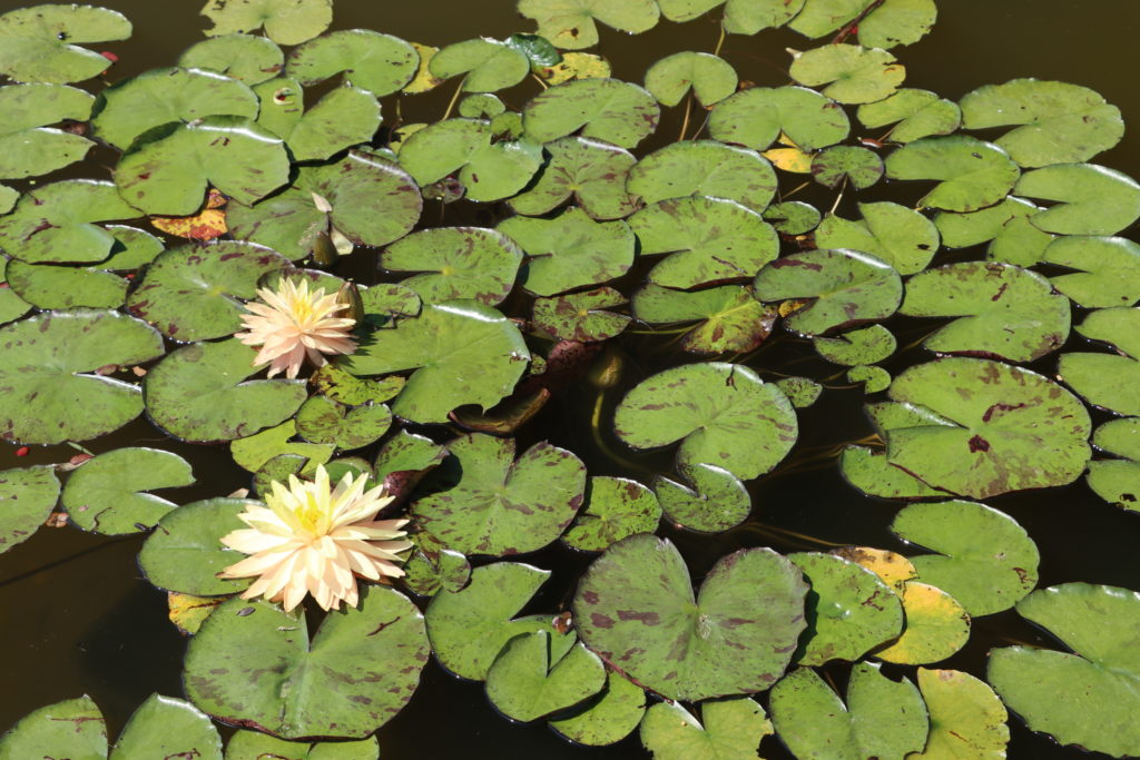2022 Hardy Waterlily 11 - June 30 2022