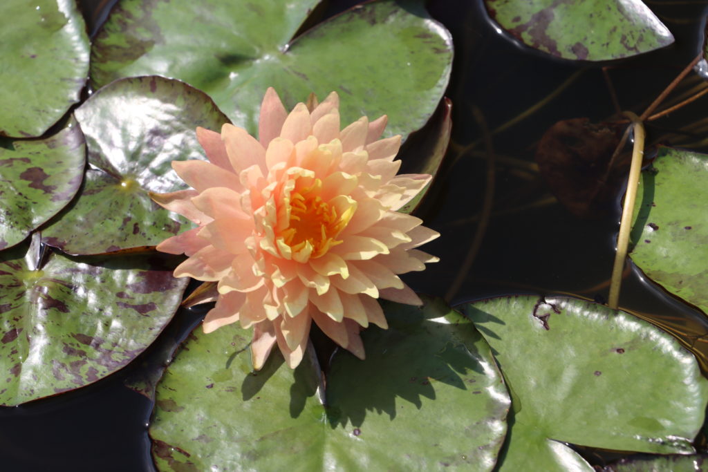 2022 Hardy Waterlily 11 - July 04 2022
