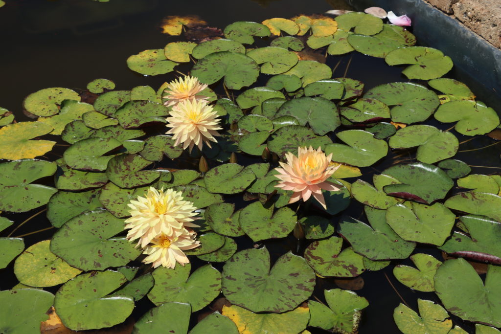 2022 Hardy Waterlily 11 - July 16 2022