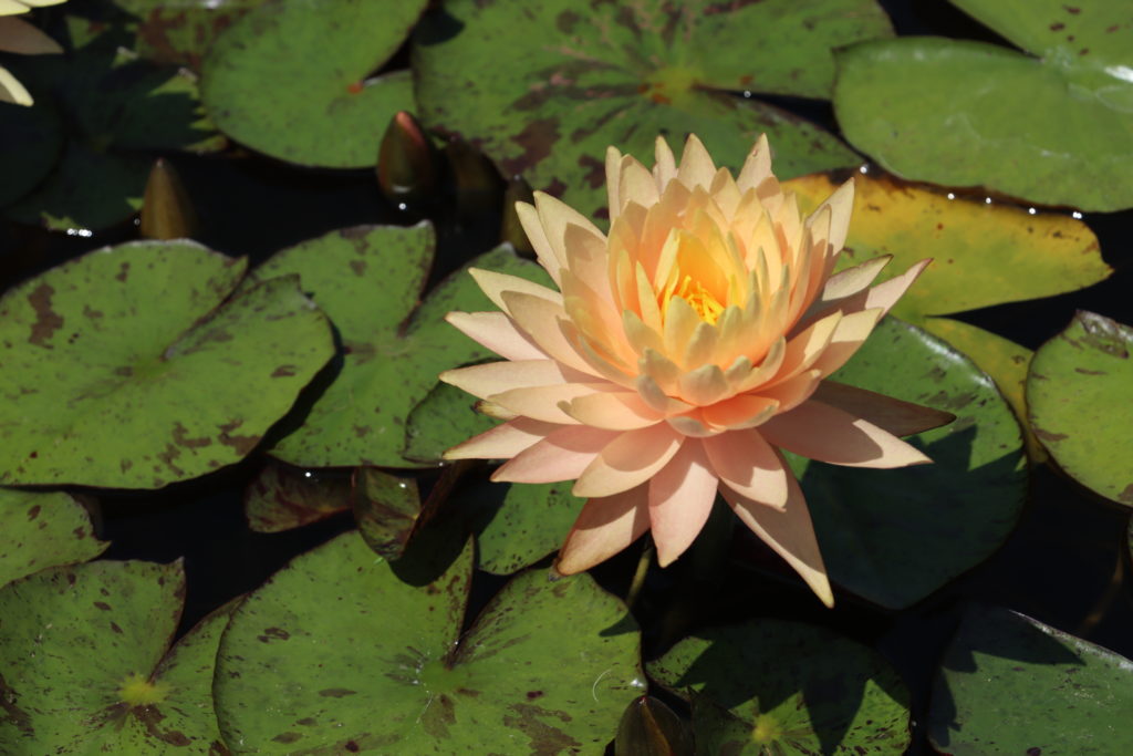 2022 Hardy Waterlily 11 - July 16 2022