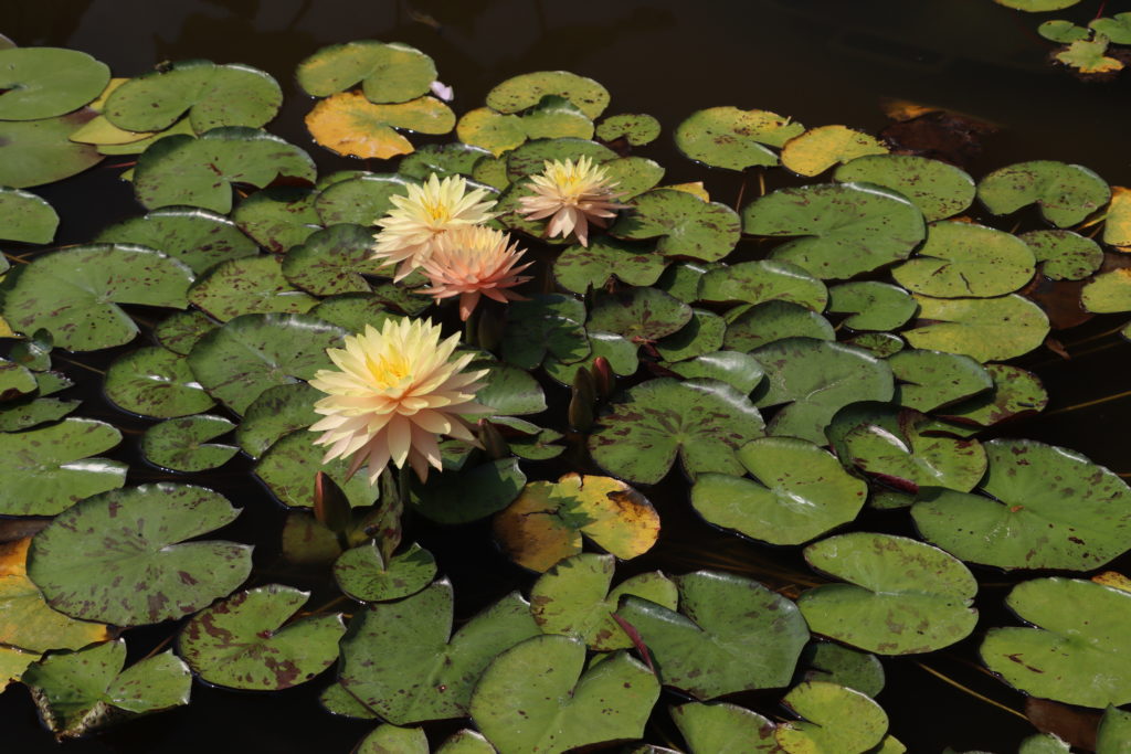2022 Hardy Waterlily 11 - July 17 2022