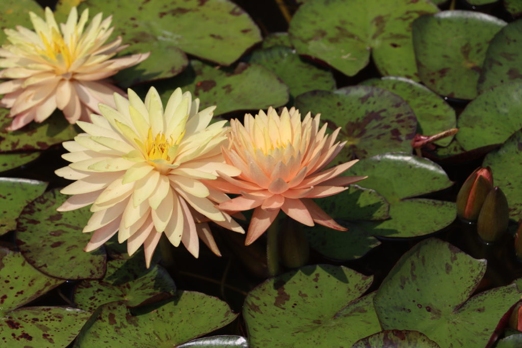 2022 Hardy Waterlily 11 - July 17 2022