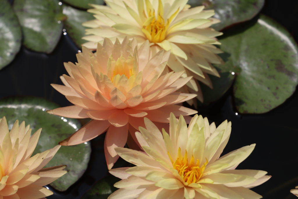 2022 Hardy Waterlily 11 - July 19 2022