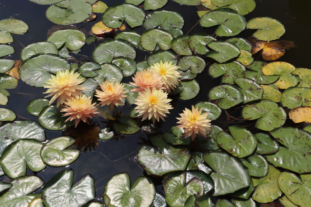 2022 Hardy Waterlily 11 - July 19 2022