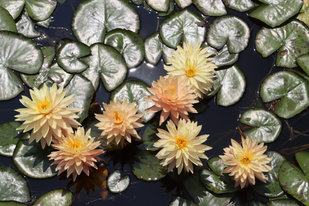 2022 Hardy Waterlily 11 - July 19 2022