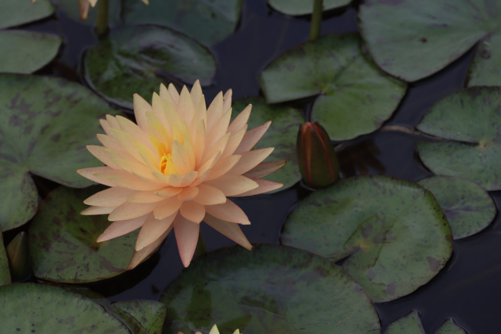 2022 Hardy Waterlily 11 - July 23 2022