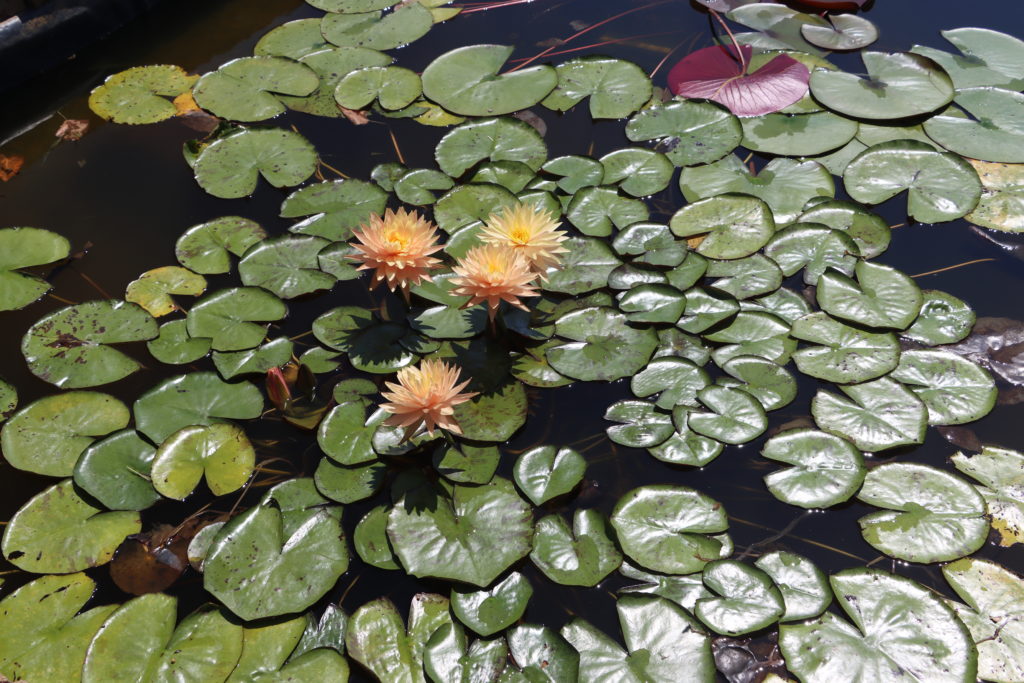 2022 Hardy Waterlily 11 - July 26 2022